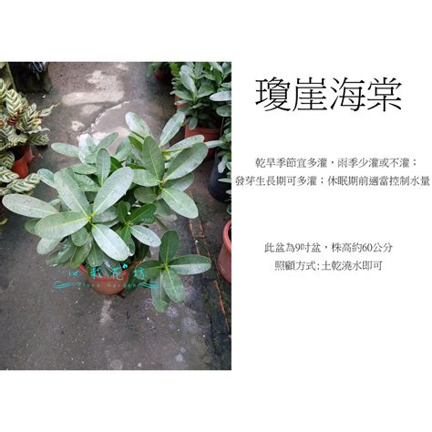 龍珠果種植|< 室內植栽 > 瓊崖海棠